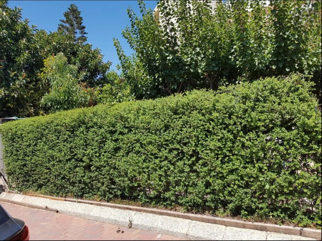 גדר חיה מעוצבת לאורך מדרכה - גן גדר של נמפיאה