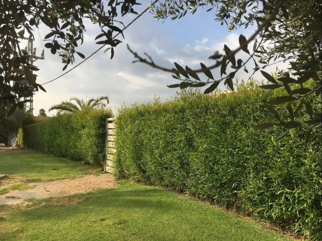 גדר חיה גבוהה מצמחייה אמיתית לצד מדשאה
